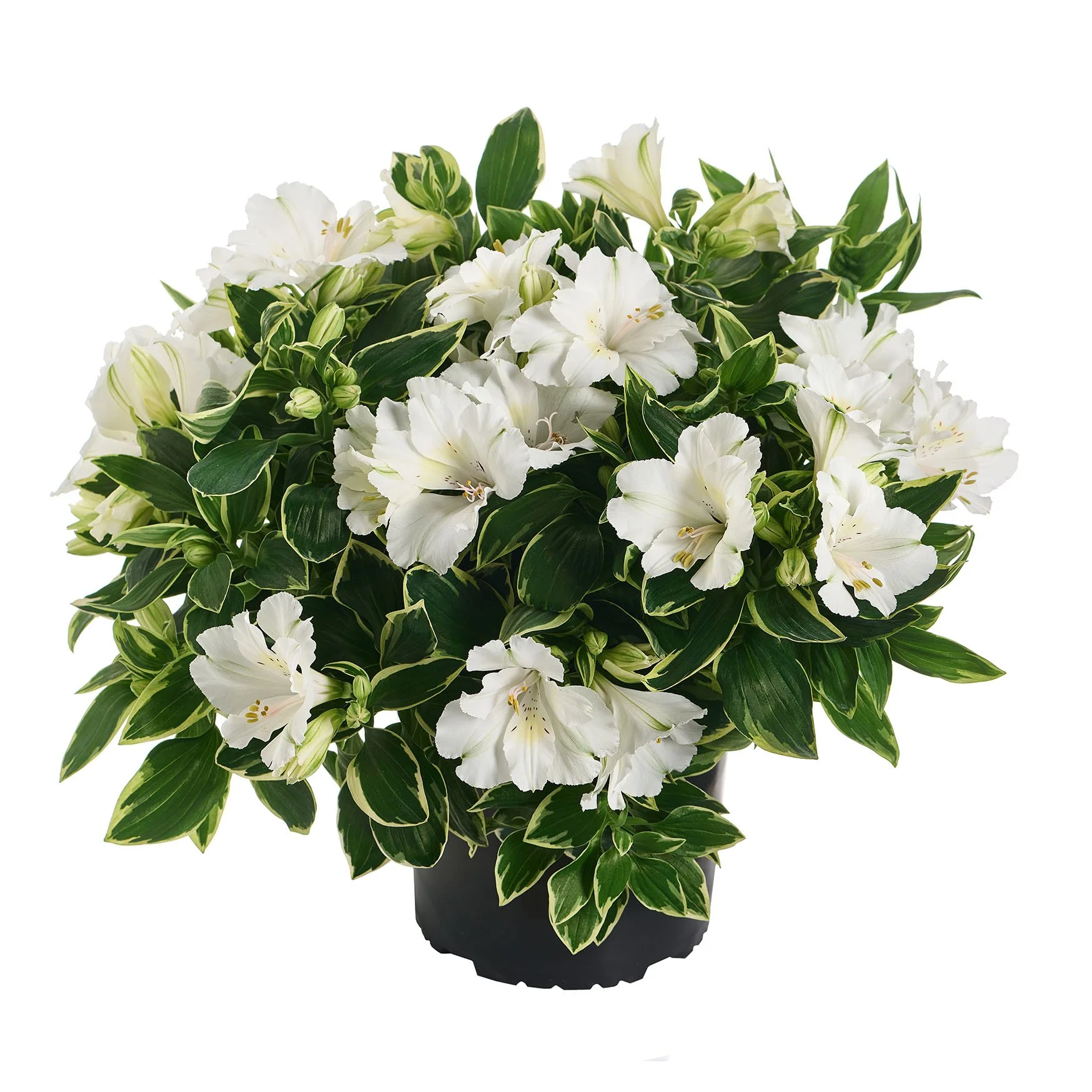 Alstroemeria x hybrida Colorita® Claressa — ThinkPlants